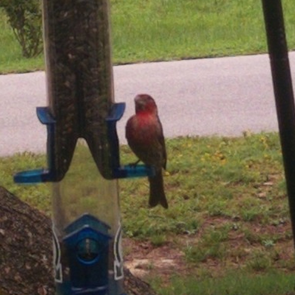 A small bird with a red head and breast perched on a clear tube feeder with blue perches, grass and a paved road behind.