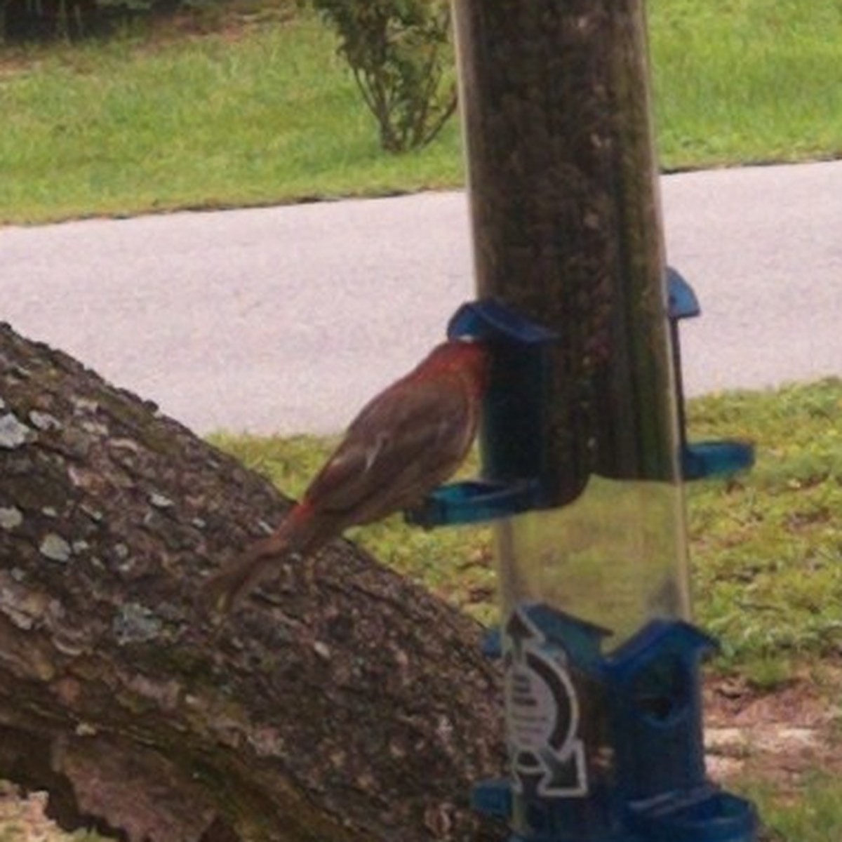 A small bird resting on a log next to a feeder, in a soft close crop.