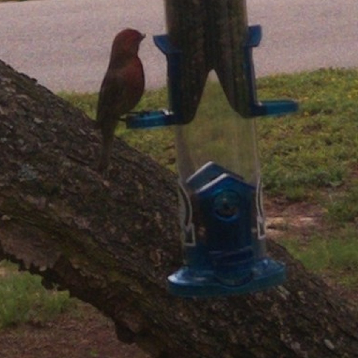 A small reddish bird perched at a feeder, seen close and slightly blurred.