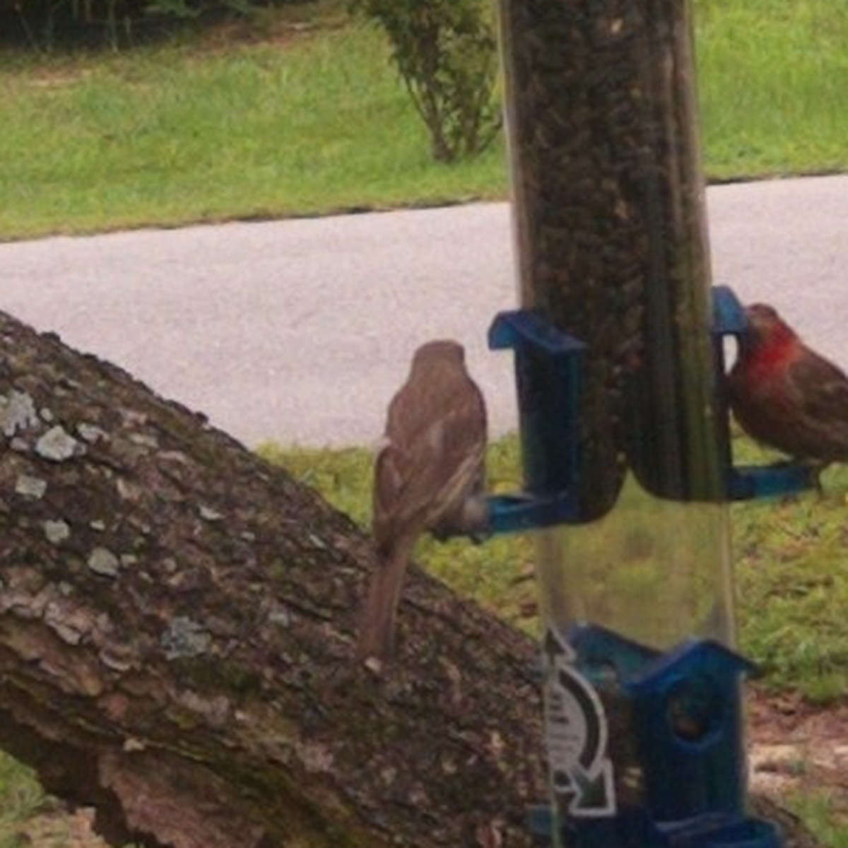 Two small brown and red-headed birds at a tube feeder with a pole to one side, standing on a sloping log.