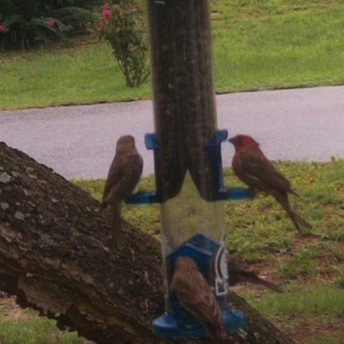 Several small birds at the perches of a tube feeder, cropped tightly into a circle.