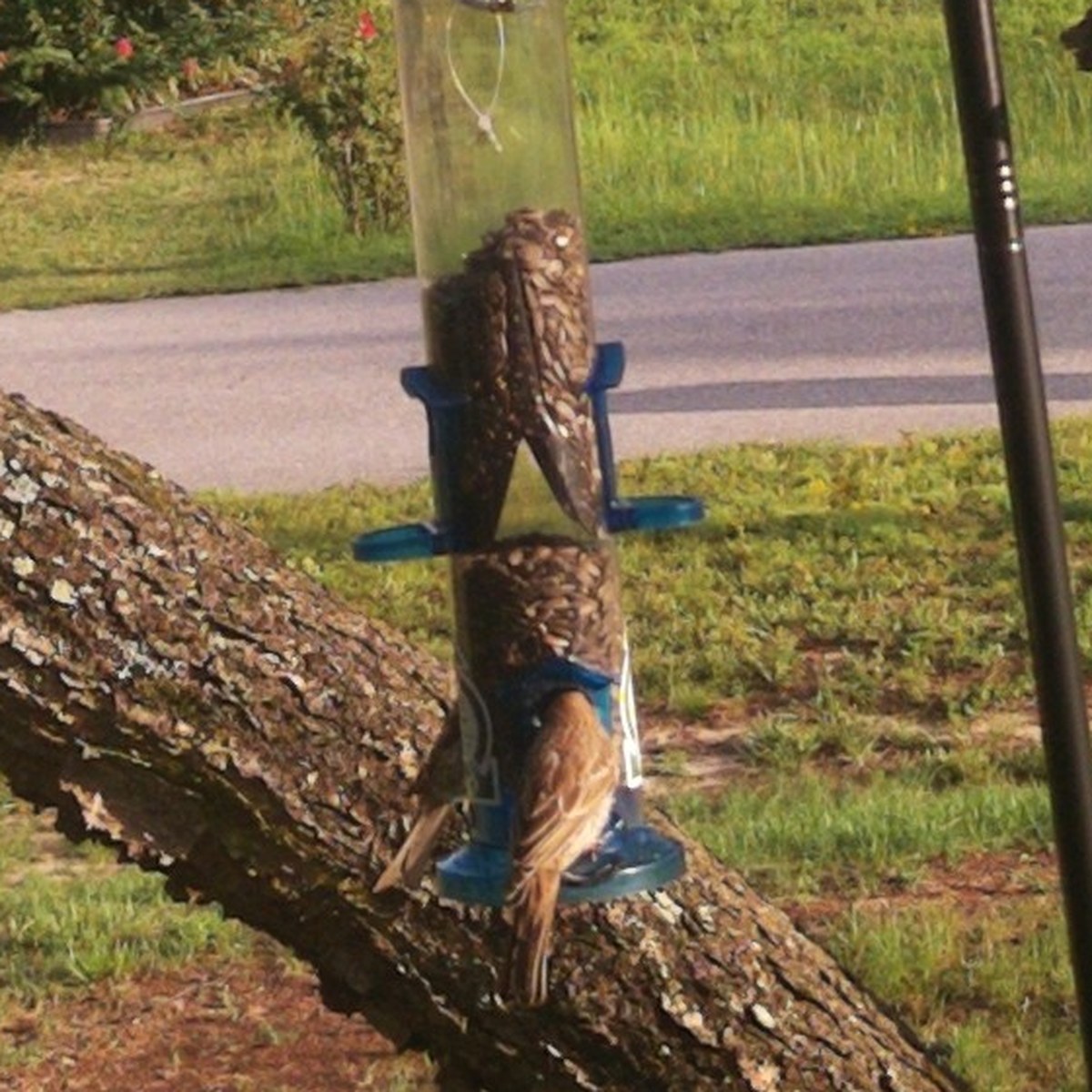 A small brown finch clinging to the base of a tube feeder with blue ports, a log and grass behind.